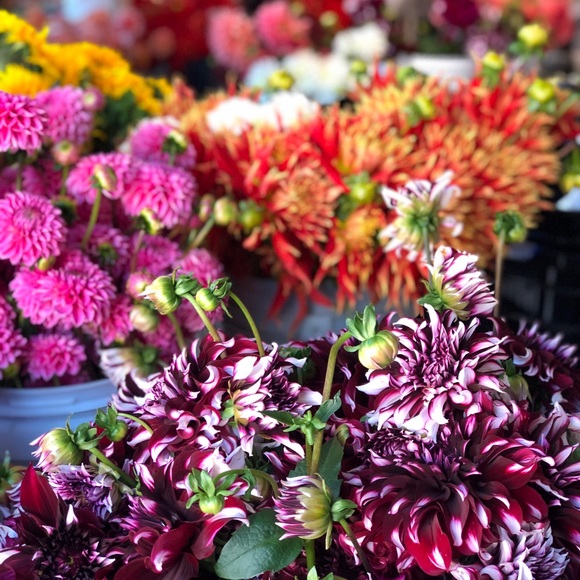 Meet your posher - Picture 3 of 7